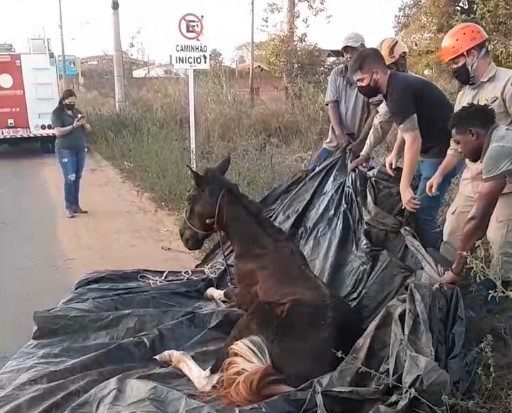 Cavalo morre após ser picado por abelhas em Nova Iguaçu, na Baixada  Fluminense - Jornal hora H